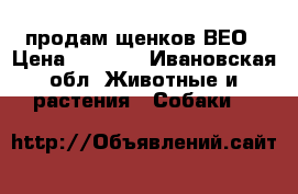 продам щенков ВЕО › Цена ­ 5 000 - Ивановская обл. Животные и растения » Собаки   